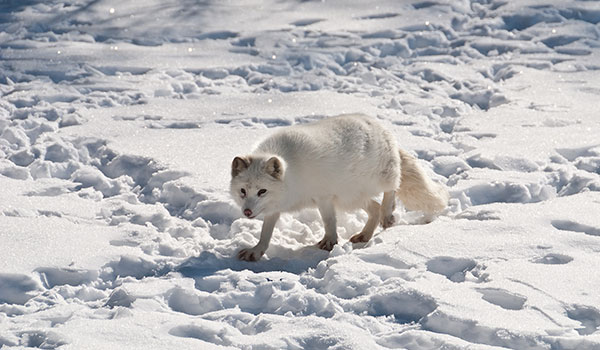 Среда обитания песца (полярной лисицы) - почти весь Северный полюс