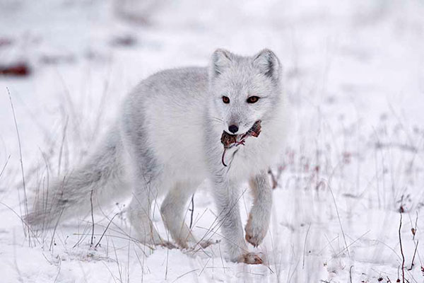 Основной добычей для полярной лисицы (песца) являются лемминги