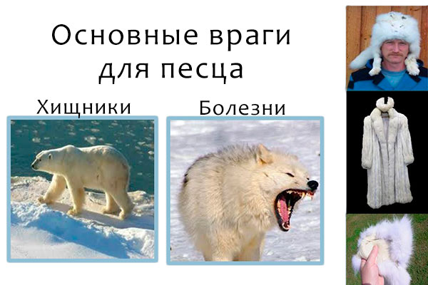 Прямыми врагами для полярной лисицы (песца) являются хищники и болезни