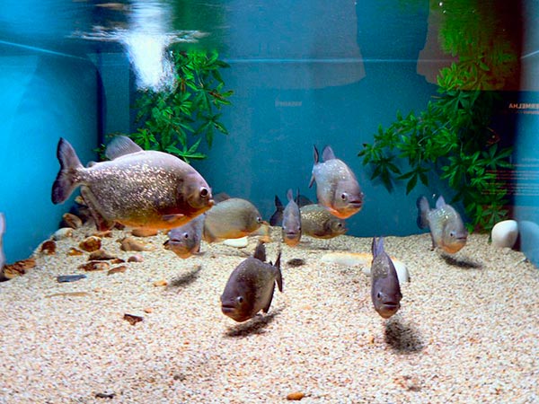 Одна стайка пираний, состоящая из пяти-восьми рыб, должна содержаться в аквариуме, объем которого может варьироваться в пределах 170-200л