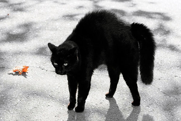 Одной из страшных примет - коты с черным мехом предвещают нищету и голод