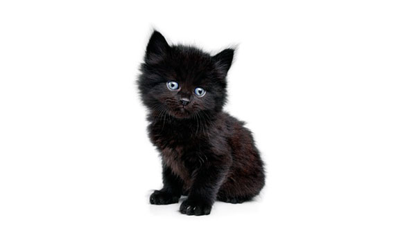 Многие жители будут счастливы получить в подарок черного котенка - это свидетельством особого уважения