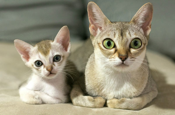 Самые маленькие породы кошек - Сингапурская кошка (сингапура)