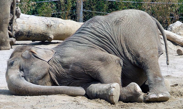 На сон у индийского слона уходит 4 часа в день
