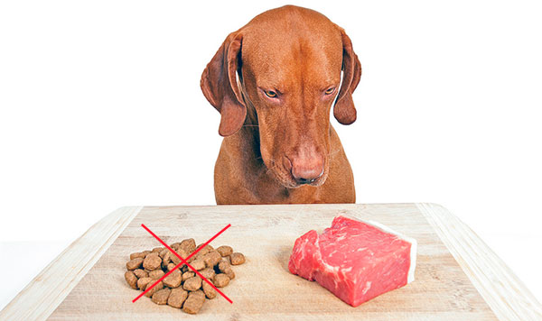 Мясо, за исключением свинины - отличный рацион при линьке у собаки