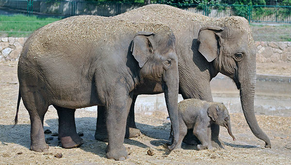 Некогда индийские слоны жили в Юго-Восточной Азии от Месопотамии до Малайского полуострова