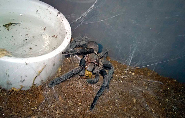 Подрастающие тарантулы кормятся дважды в неделю, взрослые особи – раз в 8-10 дней