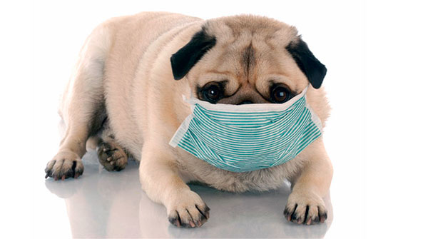 Здорового пса может внезапно проявиться аллергия как на незнакомую пищу