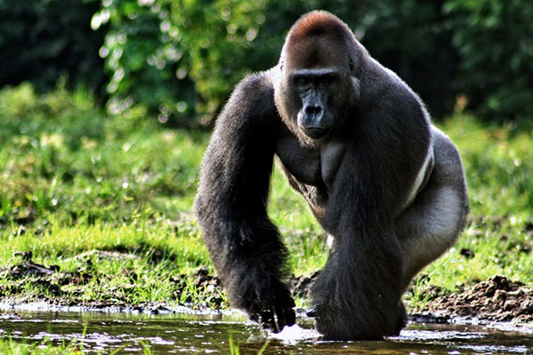 Могучая обезьяна - Западная горилла