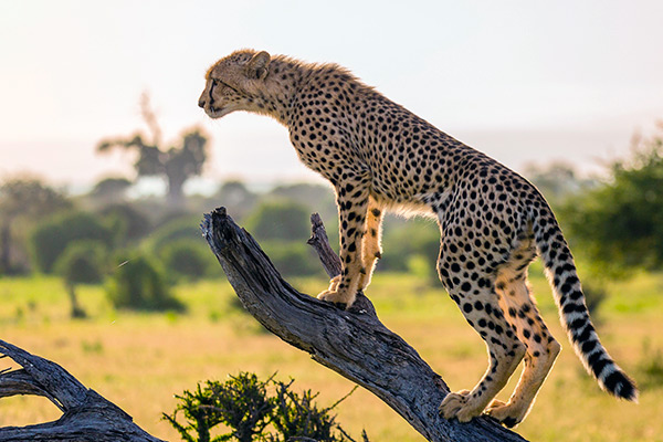 Изначально гепарды населяли практически всю территорию Африки и Азии