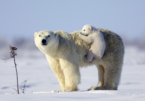 Берлоги белых медведей наблюдаются также на паковых льдах в море Бофорта