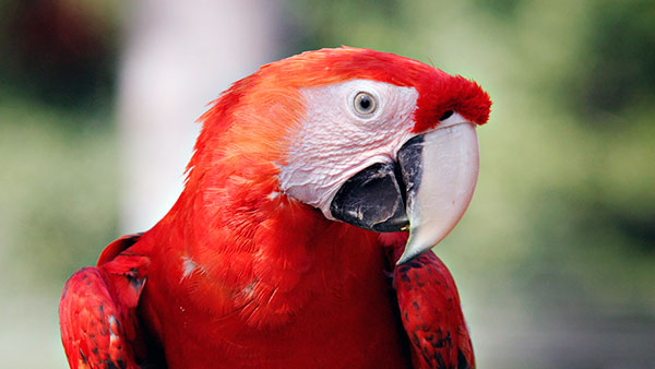 Залог долголетия попугая Ара - переодические осмотры у ветеринара