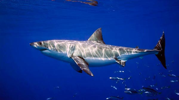 Вес взрослой белой акулы колеблется в пределах 650-3000 кг