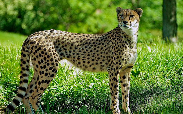 Гепард – самая быстрая кошка