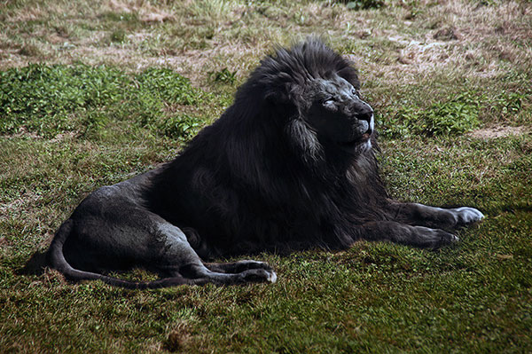 Теоретически черный лев может родится, меланизм - это процесс адаптации