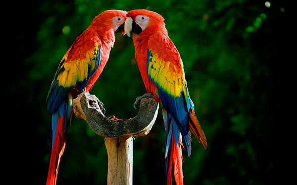 Стоимость попугая складывается из окраса, возраста и вида
