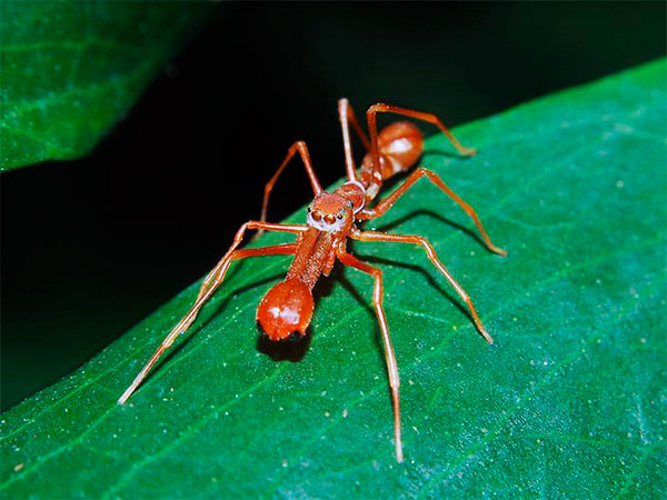 Муравьиный паук-скакун великолепно имитирует внешний вид муравья