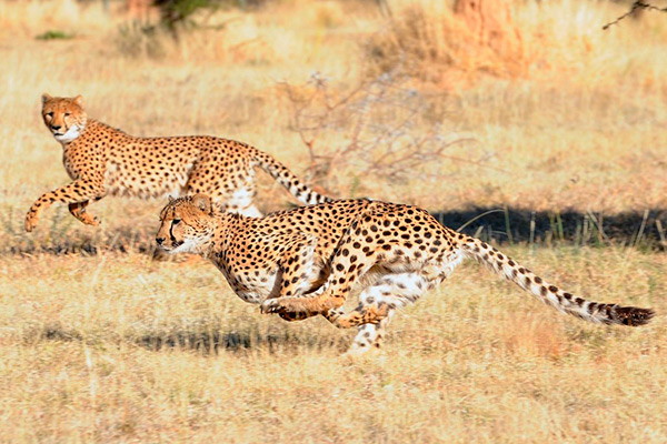 Самцы гепардов могут объединяться и в своеобразные коалиции
