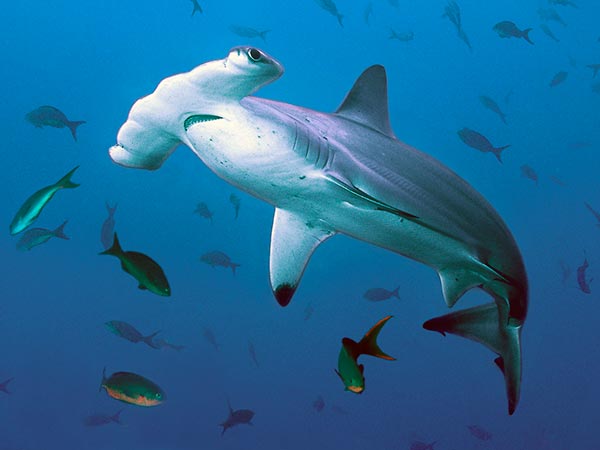 Форма головы помогает акуле-молоту сохранять равновесие при резких разворотах