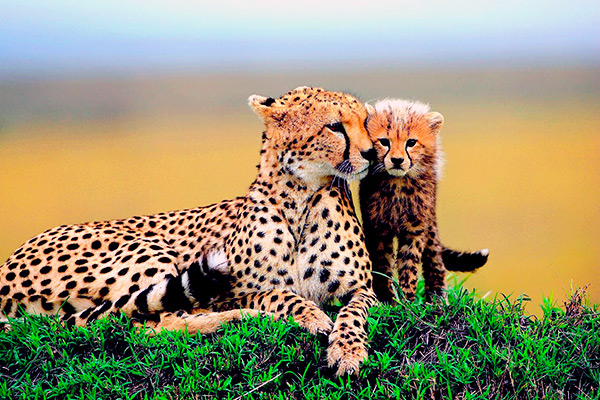 Самка гепарда находит своих котят в густой растительности, ориентируясь на гриву и хвостовую кисточку