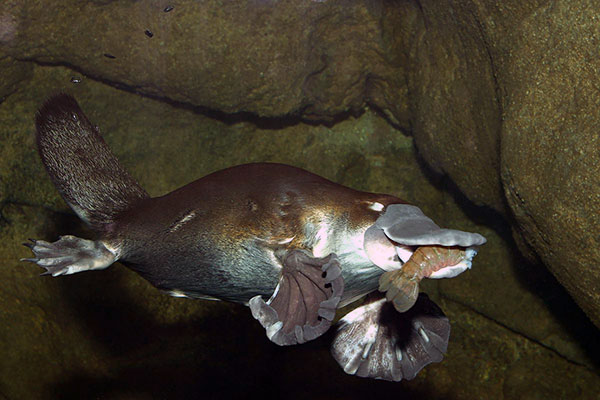 Утконос охотится в ночное время суток и способен проводить под водой до пяти минут
