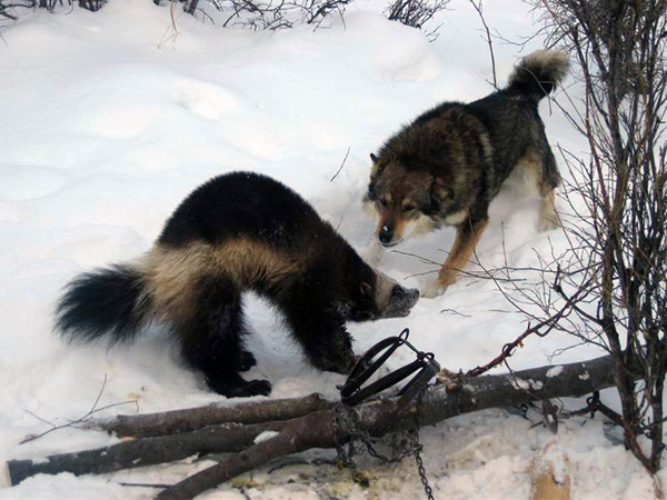 Природные враги росомахи - волк
