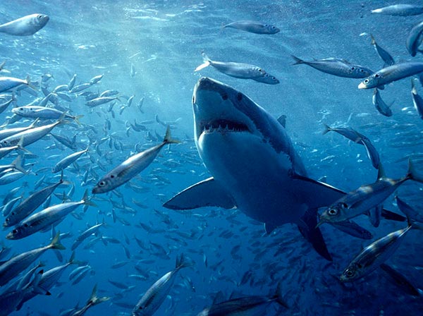 Для успешной охоты белые акулы используют своеобразный окрас тела