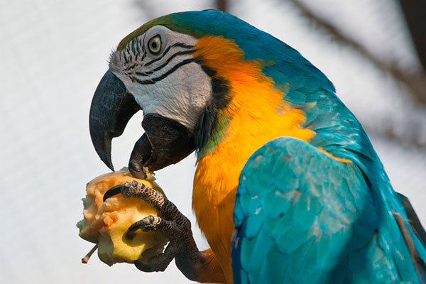 Попугай Ара очень любит фрукты