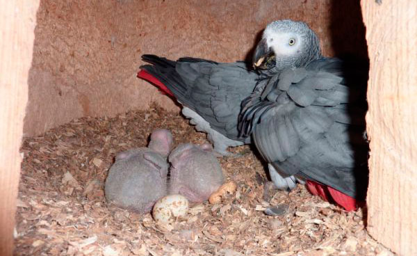 Для размножения попугаев Жако необходимо выделить гнездовье