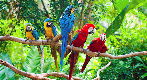 Как выглядят разные виды попугая ара