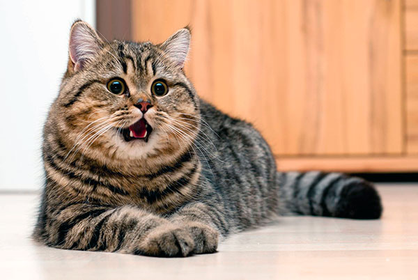 Кастрированные коты больше склонны к ожирению, чем стерилизованные кошки