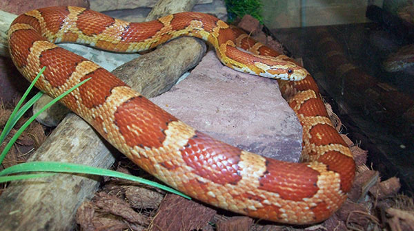 Террариум для красной крысиной змеи необходимо подбирать исходя из размеров рептилии