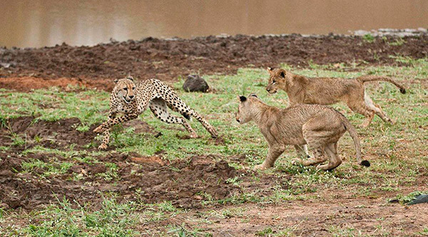 Львы - природные враги гепардов