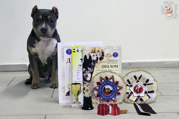 Выставка собак - Рuppy-класс