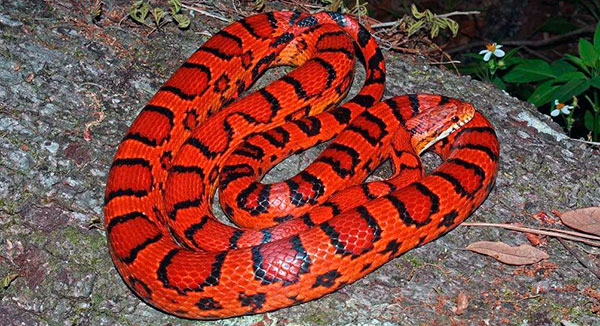 Если правильно содержать красную крысиную змею, , продолжительность жизни превысит 10 лет