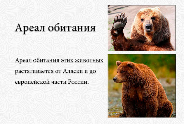 Последнее Фото Медведь