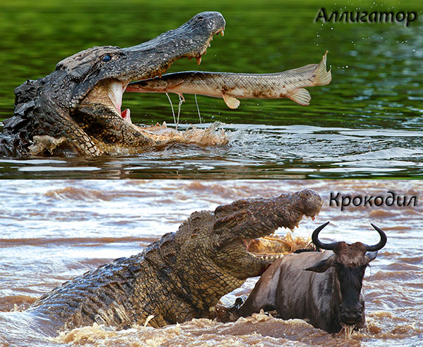 Особи отряда крокодилов питаются достаточно рыбой, крупными млекопитающими, а так же могу есть падаль
