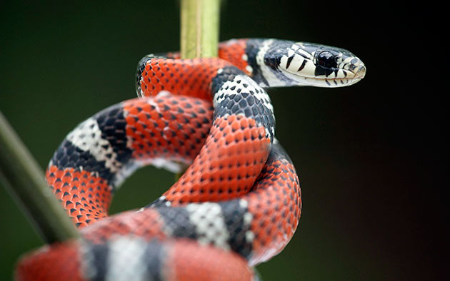 При покупке змеи, следует обратить внимание на её вес, внешний вид шкуры и её подвижность
