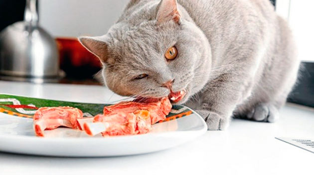 Если вы кормите британскую кошку натуральной пищей, то необходимо, что бы в ней присутствовали говяжье, куриное мясо, а так же индейка