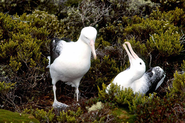 У альбатросов, практически нет природных врагов, однако они почти не исчезли, когда их начали истреблять люди