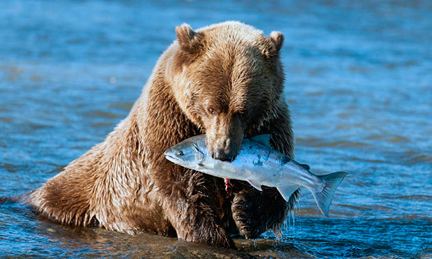 Бурые медведи всеядны, например вблизи акваторий любят полакомится рыбой