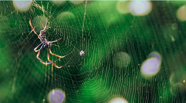 Прочные паутины, в основном, плетут пауки золотопряды