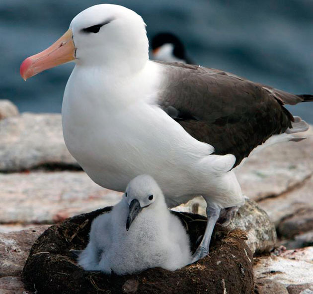 Самцы альбатросов выбирают самку для спаривания несколько лет