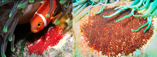 Место для метания икры рыба-клоун выбирает, в основном, искусственные гроты или кораллы