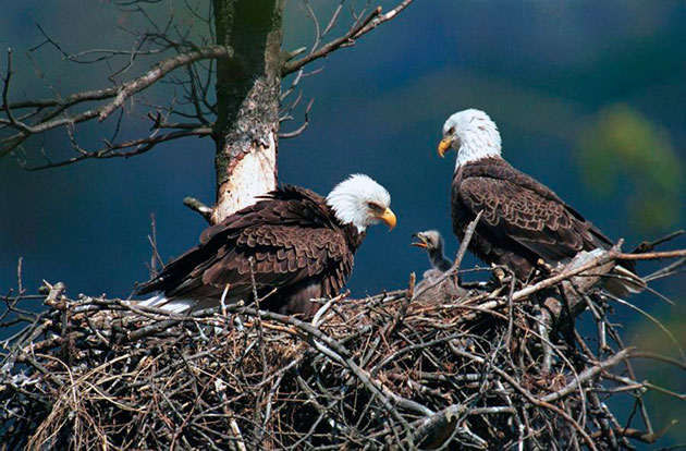 Белоголовые орланы высиживают яйца 35 дней, в основном этим занимается самка
