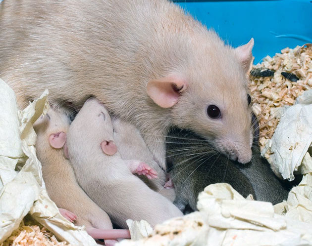 Крысят нельзя трогать руками, пока их кормит самка