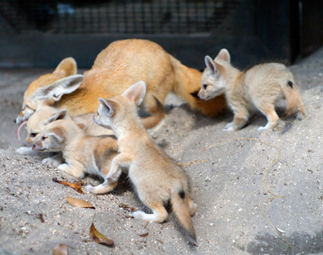 После спаривания самка и самец карликовой лисы становятся семейной ячейкой, так как лисы фенек моногамным