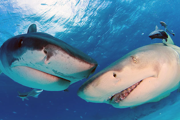 Молодняк тигровой акулы спасает от гибели то, что перед родами и первое время после них у самок пропадает аппетит