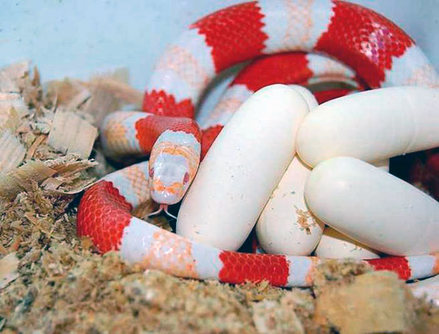 При разведение королевских змей в домашних условиях в основном не возникает никаких сложностей
