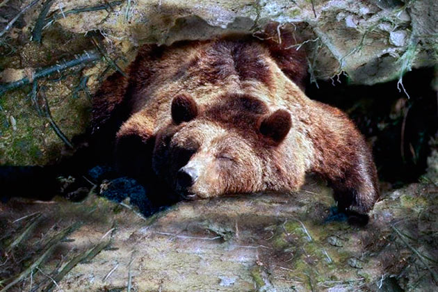 Сон бурого медведя отличается зимней спячки, он более чуток и медведь не впадает в оцепенение